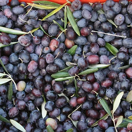 Lantgård Amicizia *