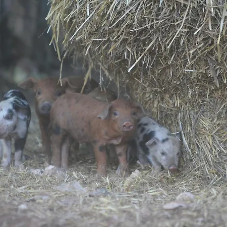 Amicizia * Cassano delle Murge