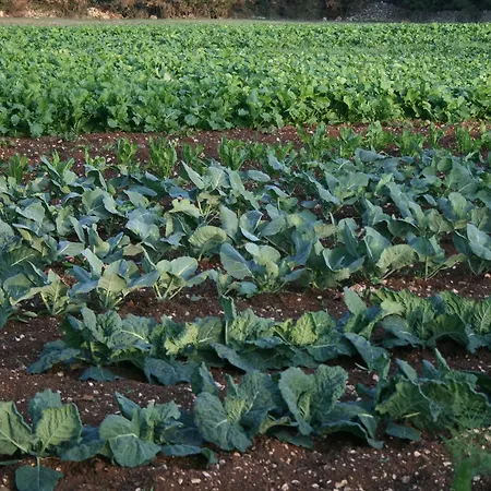 Lantgård Amicizia *