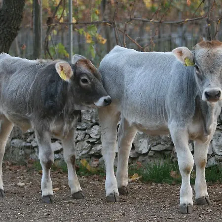 Lantgård Amicizia *