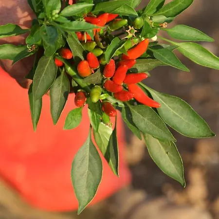 Amicizia * Cassano delle Murge