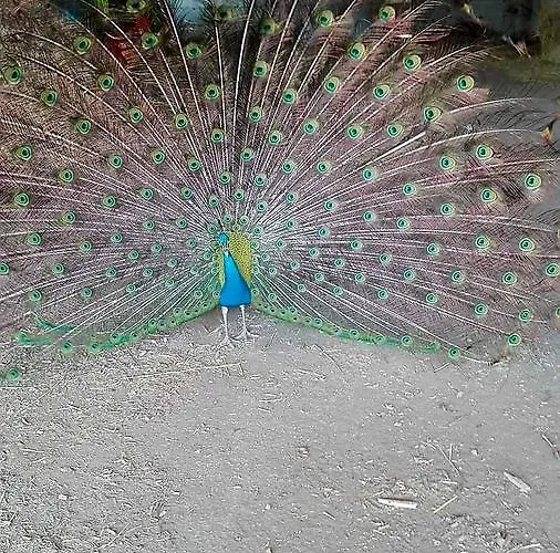 Agroturismo Amicizia *