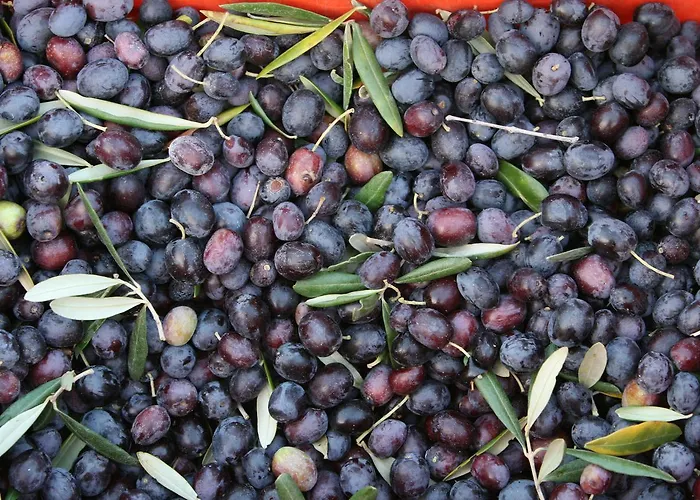 Agroturismo Amicizia *