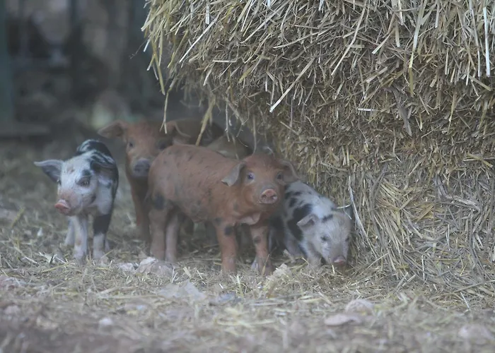 Amicizia * Cassano delle Murge