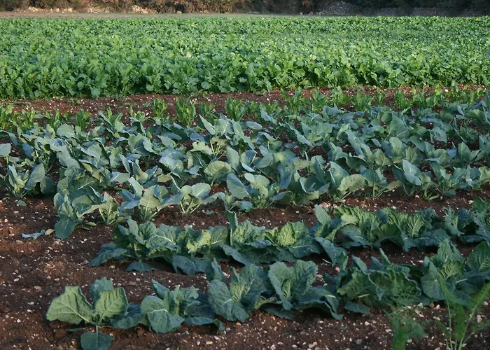 Agroturismo Amicizia *