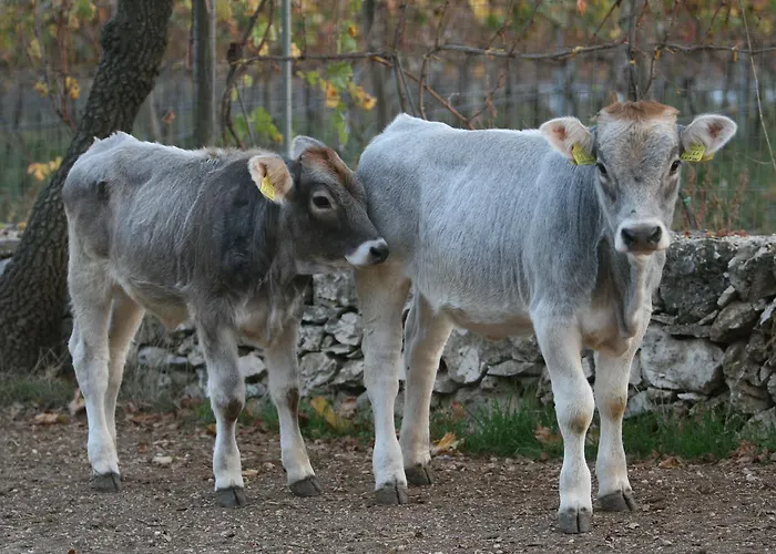 Çiftlik konaklama Amicizia *